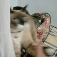 แอด