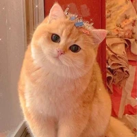 บันนี่[ร่างแมว]😺🤍