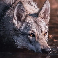 Lobo Milo (Omega P)