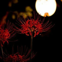 Red Spider