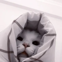 แอด
