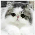 โมจิ//แมวนางเอก