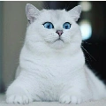 สโนว์//แมวพระเอก