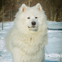 snowy(flpetdog)