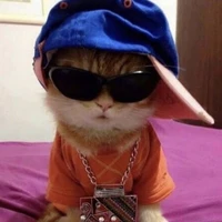 Kitty 🐱 Author