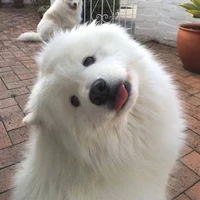 snowball 