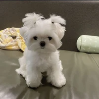 cachorrinho 