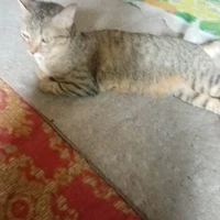 ลูกน้องบอส