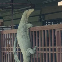 แอดตัวเห้🦎