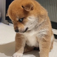 แอดเอง