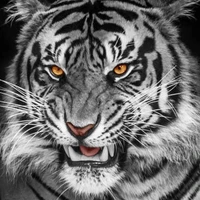 Harimau