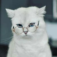 แมวขาว