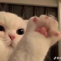 แอด