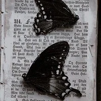 🖤