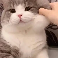ชาเขียว(แมวน.อ)🤍🥦