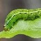 Caterpillar/Catie