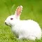 Hare/ Furry