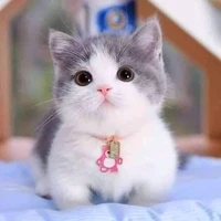 แอดผู้รัก(ลัก)แมว
