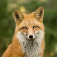 𝑅𝑎𝑝𝑜𝑠𝑎🦊🥀