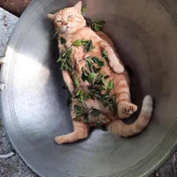 เเอด