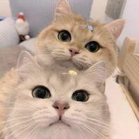 แอดๆๆๆ