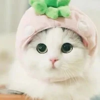แอดแมว(｡･ω･｡)