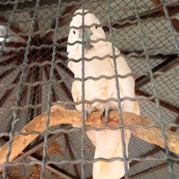 เหล่าไซเรน