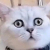แอดเอง