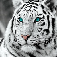ลิปเปอร์🐯
