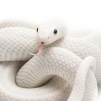 ออโต้🐍
