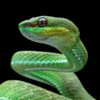 หลินเชียว(น.อ+อสรพิษเถาวัลย์)