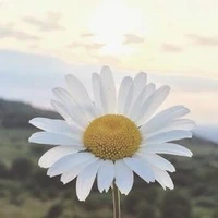 เดซี่