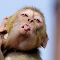 แอดเอง 🐵