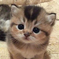 miou_miou