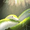 นางพยางู