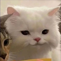 แอดเหมียวเอง😸