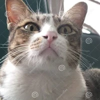 Innocent author nim😚