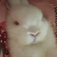 ชาเขียว