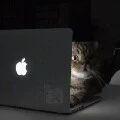เป็นได้ทุกอย่าง(เหมียว~🐱)