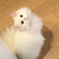 มิวกี้(แมวน.อ)🐱
