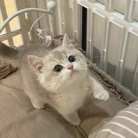จูเนียร์(แมวน.อ)🐱
