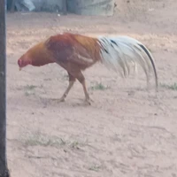 แอด