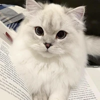 ซันจิ(ร่างแมว)😾
