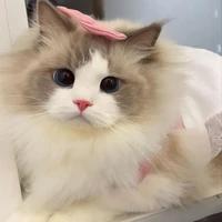 เนสไนท์(ร่างแมว)😼