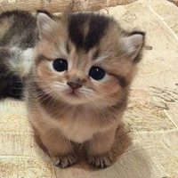 chat
