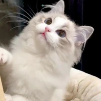 เมล(แมว)​