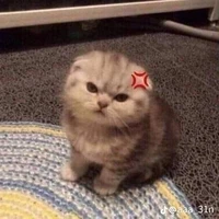 แอดเองงง