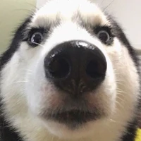 อาจารย์dog