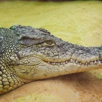 🐊.Mati.🐊