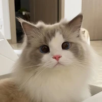 ซากิ🐱